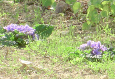 A variety of African Violet, a wild weed in Sicily.